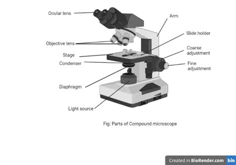 Parts of a Microscope with Their Functions • Microbe Online.